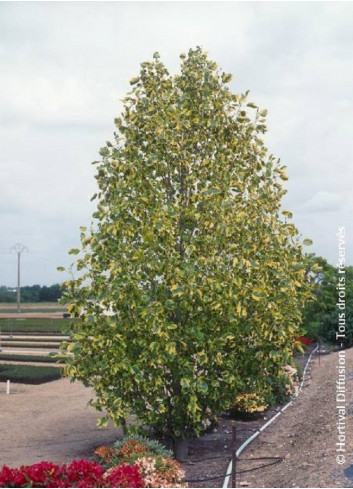 LIRIODENDRON tulipifera AUREOMARGINATUM