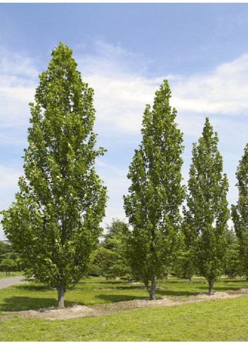 LIRIODENDRON tulipifera FASTIGIATUM