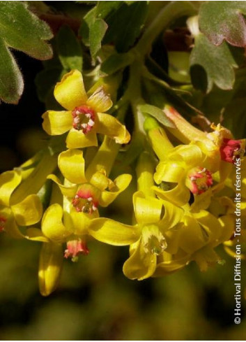 RIBES odoratum