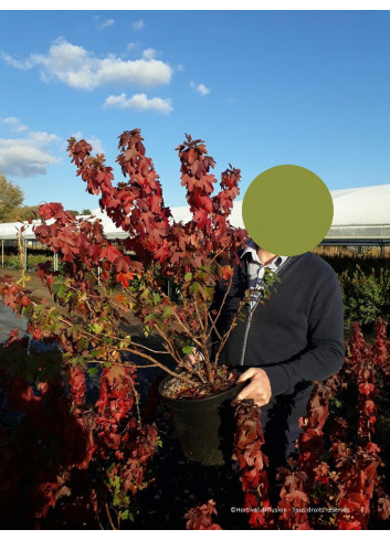 RIBES odoratum En pot de 10-12 litres