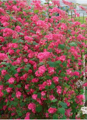 RIBES sanguineum RED BROSS