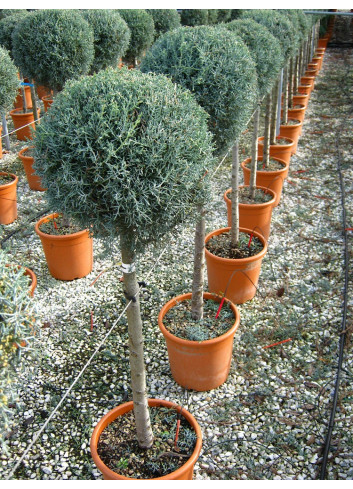 CUPRESSUS arizonica FASTIGIATA