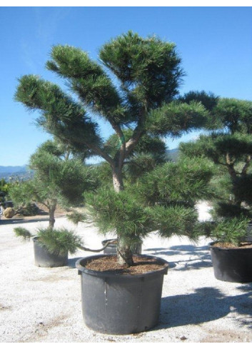 PINUS nigra ssp. nigra