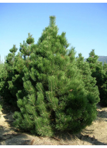 PINUS nigra ssp. nigra