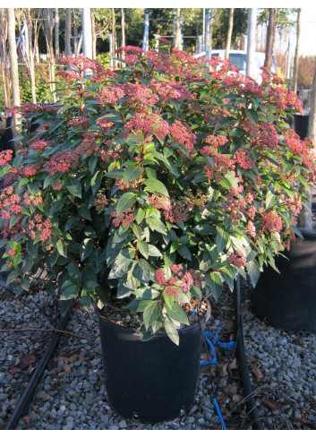 VIBURNUM tinus EVE PRICE