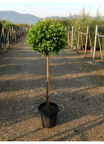 BUXUS microphylla FAULKNER