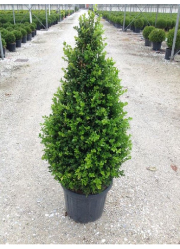 BUXUS microphylla FAULKNER