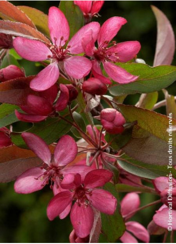 MALUS DIABLE ROUGE