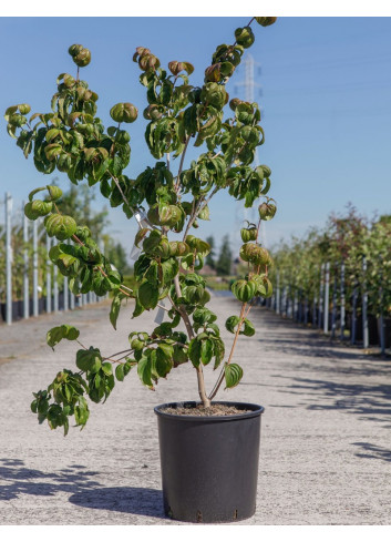 CORNUS kousa SATOMI En pot de 15-20 litres