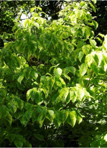 CORNUS florida RAINBOW