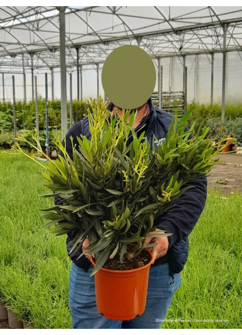 NERIUM oleander JAUNE En pot de 4-5 litres