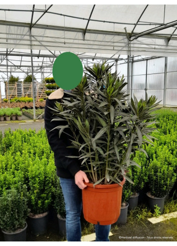 NERIUM oleander JAUNE En pot de 15-20 litres