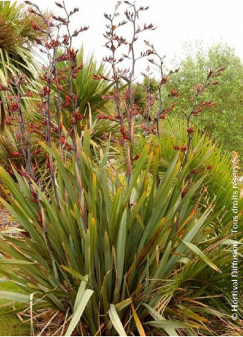 PHORMIUM tenax