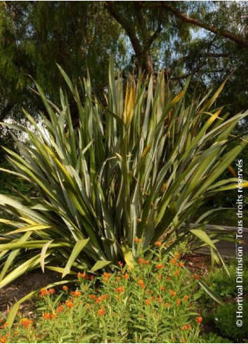 PHORMIUM tenax