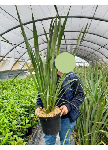 PHORMIUM tenax En pot de 10-12 litres