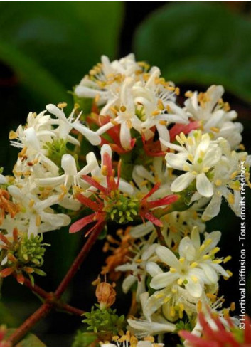 HEPTACODIUM miconioides TIANSHAN