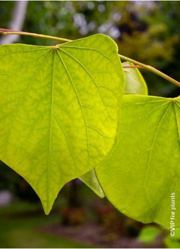 CERCIS canadensis HEARTS OF GOLD