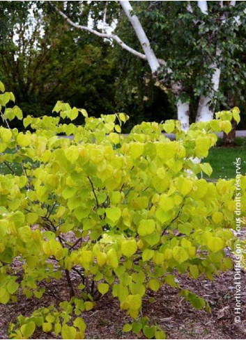 CERCIS canadensis HEARTS OF GOLD