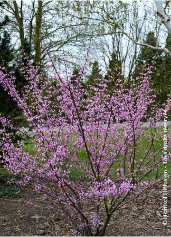 CERCIS canadensis HEARTS OF GOLD