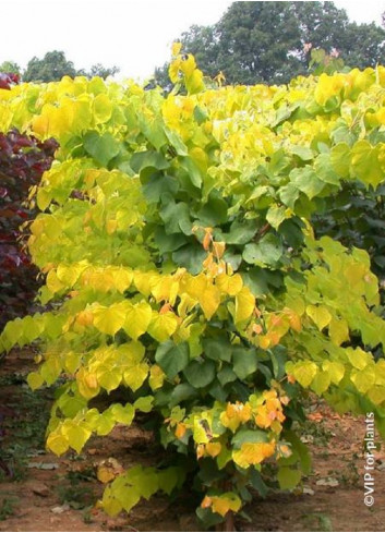 CERCIS canadensis HEARTS OF GOLD