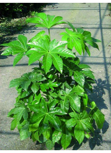 FATSIA japonica ou sieboldii