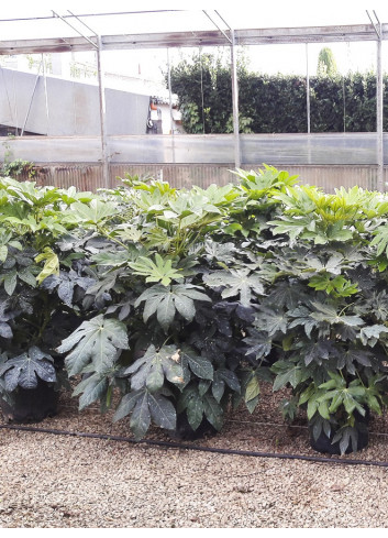 FATSIA japonica ou sieboldii