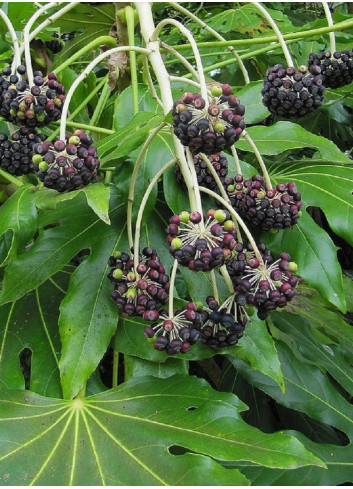 FATSIA japonica ou sieboldii