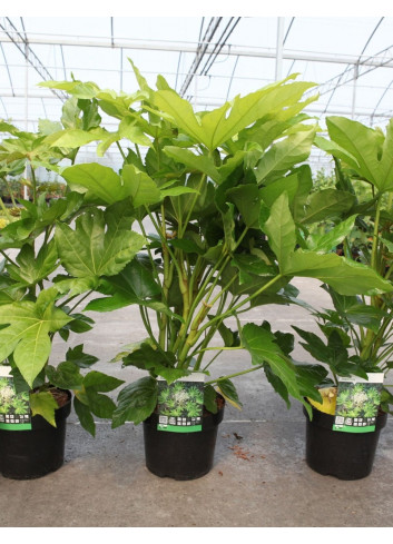 FATSIA japonica ou sieboldii En pot de 4-5 litres