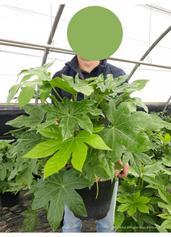 FATSIA japonica ou sieboldii En pot de 10-12 litres