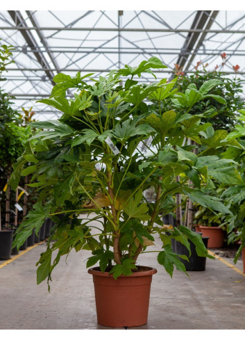 FATSIA japonica ou sieboldii En pot de 15-20 litres