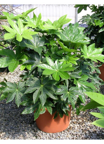 FATSIA japonica ou sieboldii En pot de 35-50 litres