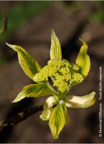 CORNUS controversa VARIEGATA