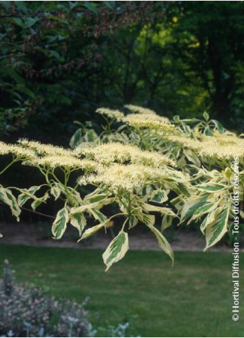 CORNUS controversa VARIEGATA