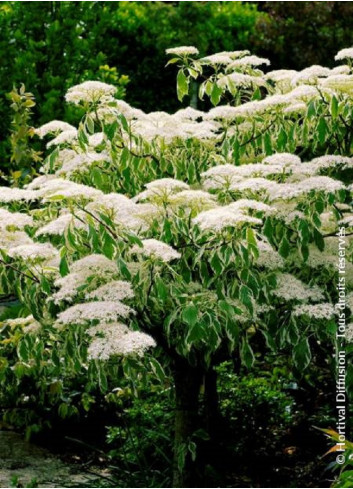 CORNUS controversa VARIEGATA