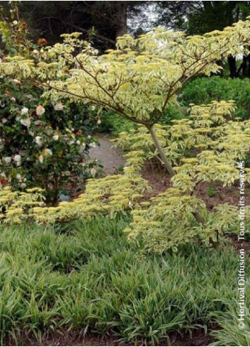 CORNUS controversa VARIEGATA