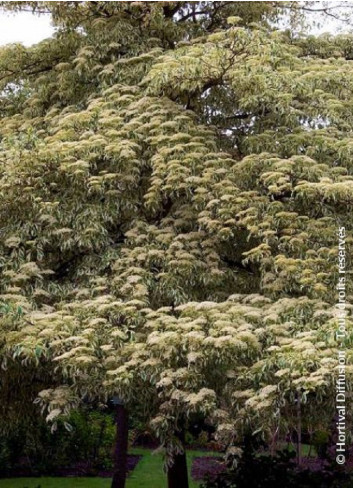 CORNUS controversa VARIEGATA