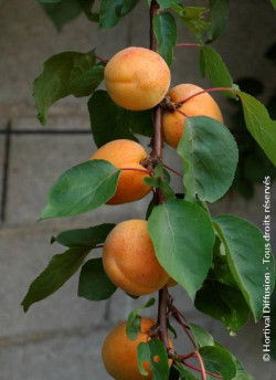 ABRICOTIER PRÉCOCE DE SAUMUR