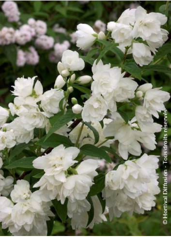 PHILADELPHUS SNOWBELLE