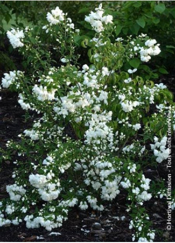 PHILADELPHUS SNOWBELLE