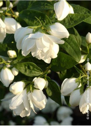 PHILADELPHUS SNOWBELLE