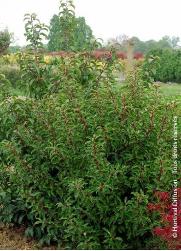 PRUNUS lusitanica BRENELIA