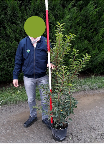 PRUNUS lusitanica BRENELIA En pot de 10-12 litres 