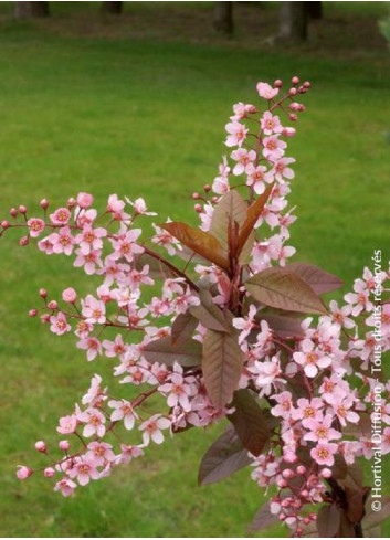 PRUNUS padus COLORATA