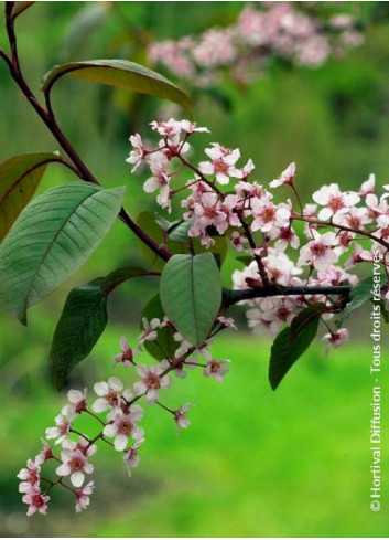 PRUNUS padus COLORATA