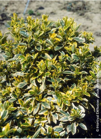 EUONYMUS japonicus BRAVO