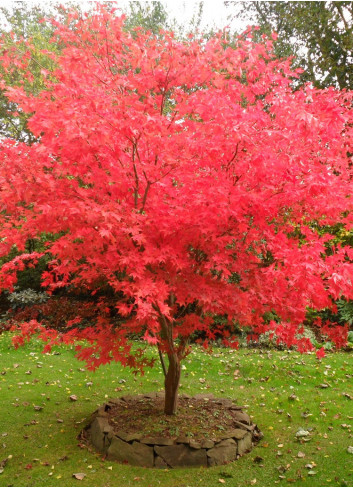 ACER palmatum OSAKAZUKI