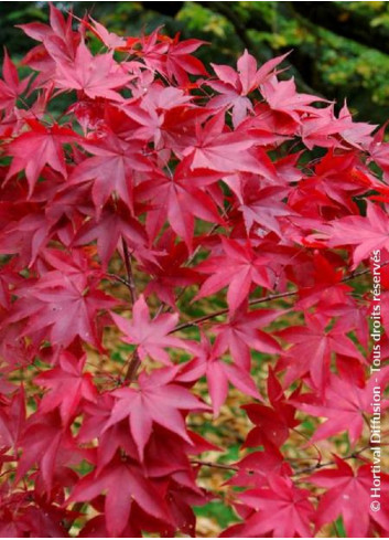 ACER palmatum OSAKAZUKI