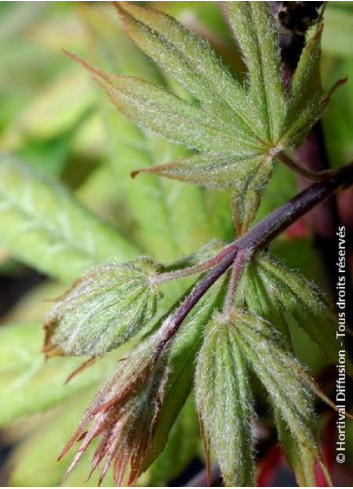 ACER palmatum OSAKAZUKI