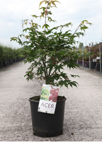 ACER palmatum OSAKAZUKI En pot de 7-10 litres