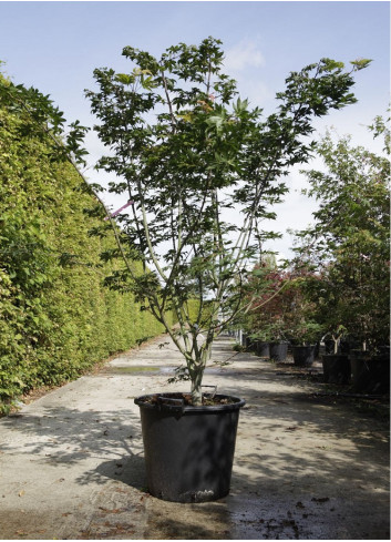 ACER palmatum OSAKAZUKI En pot de 50-70 litres